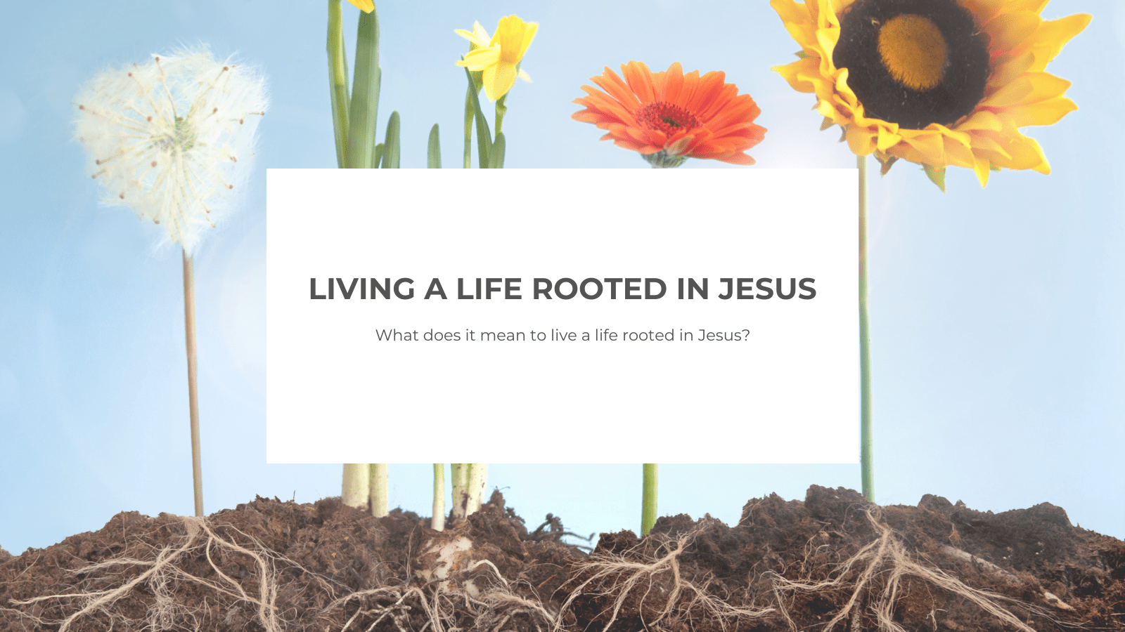 Living a Life Rooted in Jesus - Salt and Honey Clothing